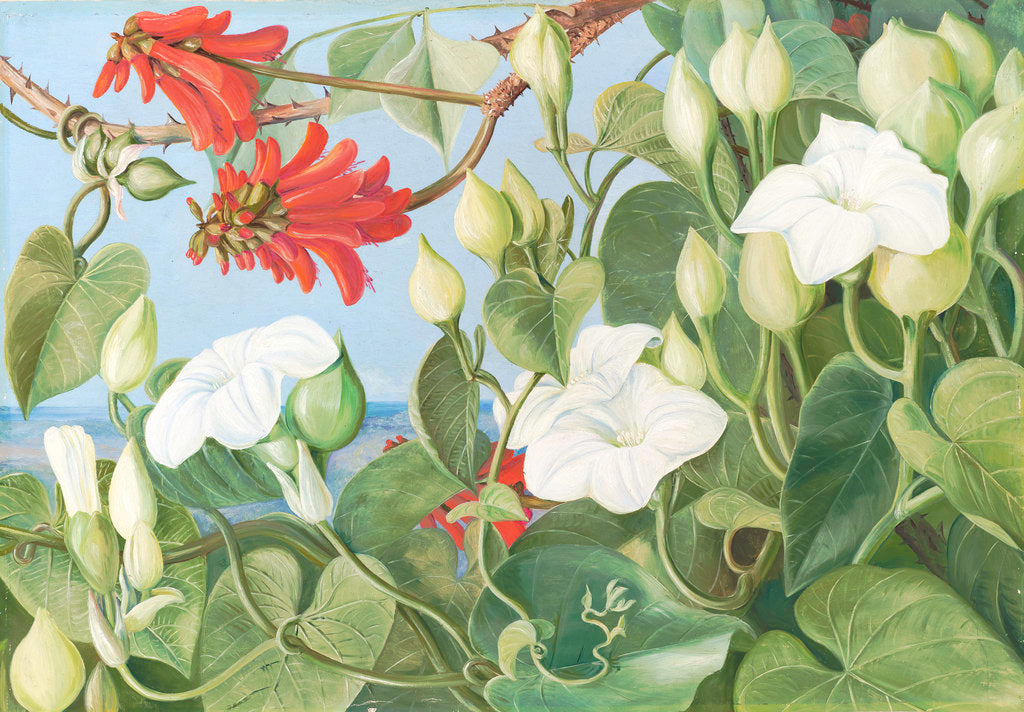 Detail of 354. White Convolvulus and Kaffirboom, painted at Durban, Natal. by Marianne North