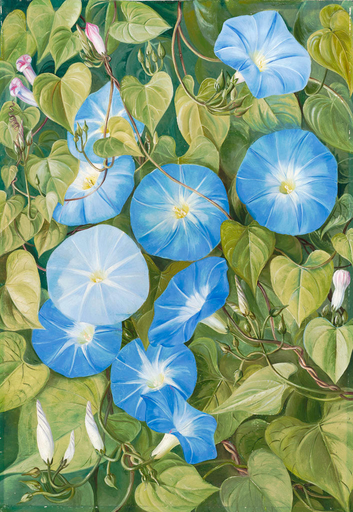 355. Morning Glory, Natal by Marianne North