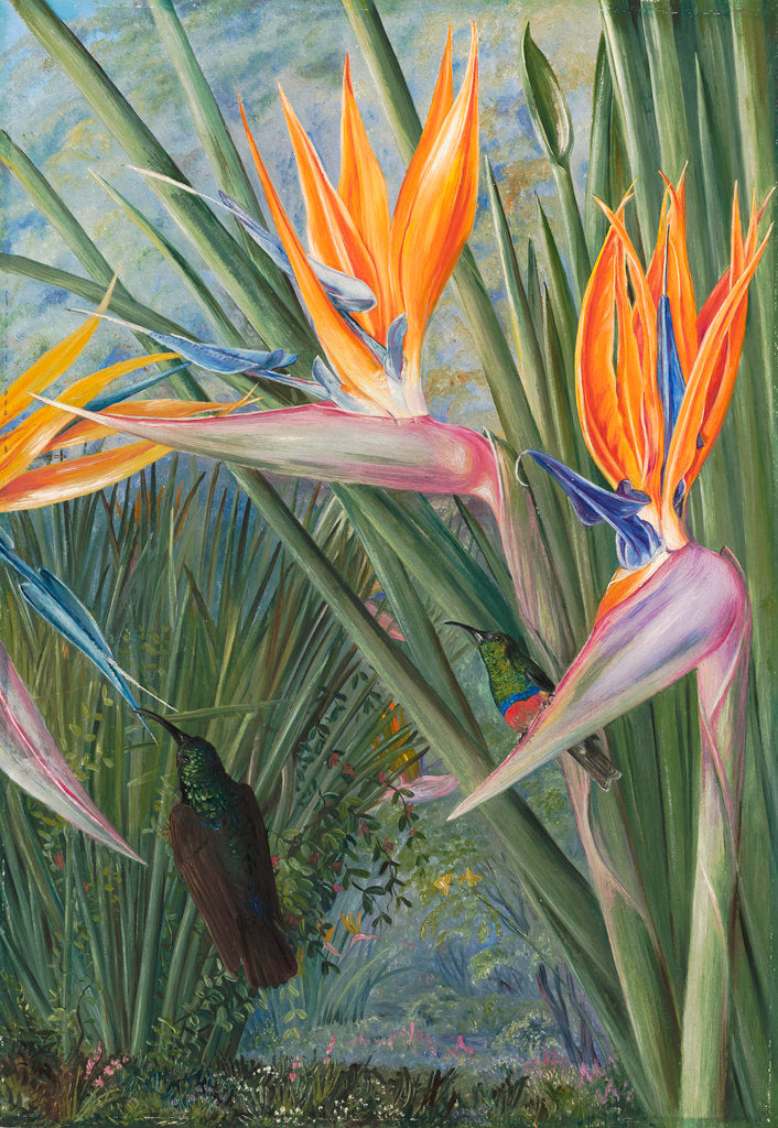 Detail of 365. Strelitzia and Sugar Birds, South Africa. by Marianne North