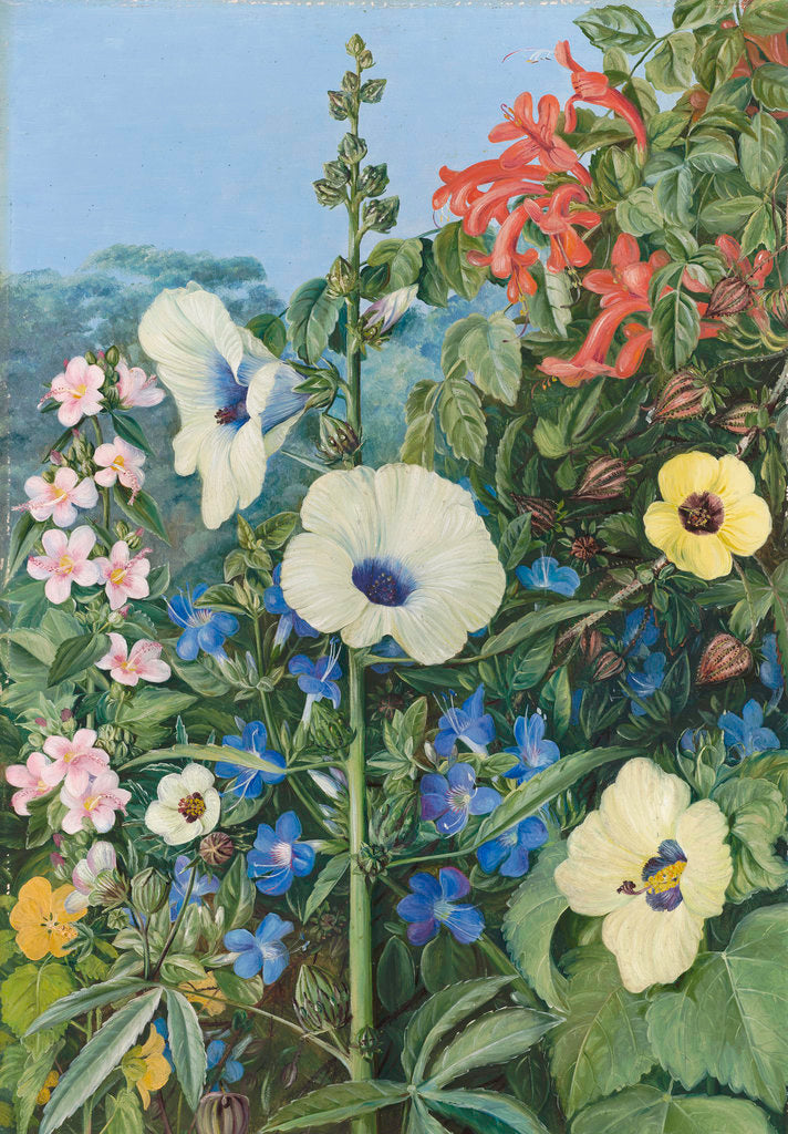 Detail of 388. Various species of Hibiscus, with Tecoma and Barleria, Natal. by Marianne North