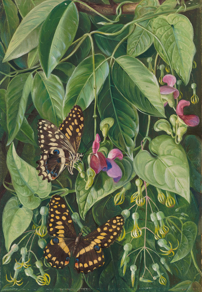 Detail of 392. Two climbing plants of St. John's, and Butterflies. by Marianne North