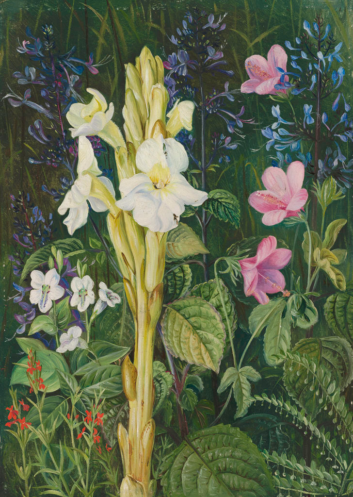Detail of 402. Cape Colours. by Marianne North