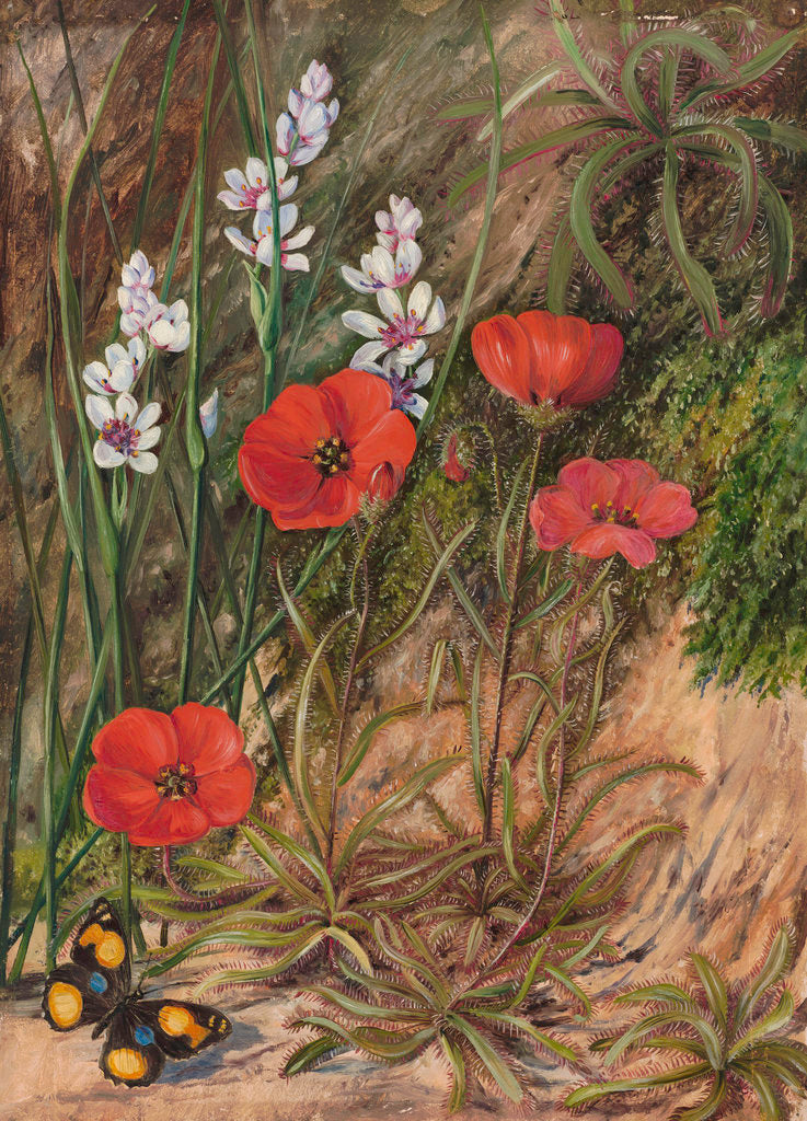Detail of 413. A South African Sundew and Associate. by Marianne North