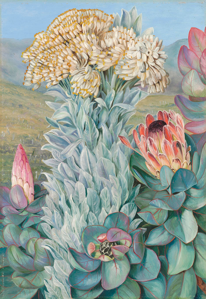 Detail of 437. Giant Everlasting and Protea, on the Hills near Port Elizabeth. by Marianne North