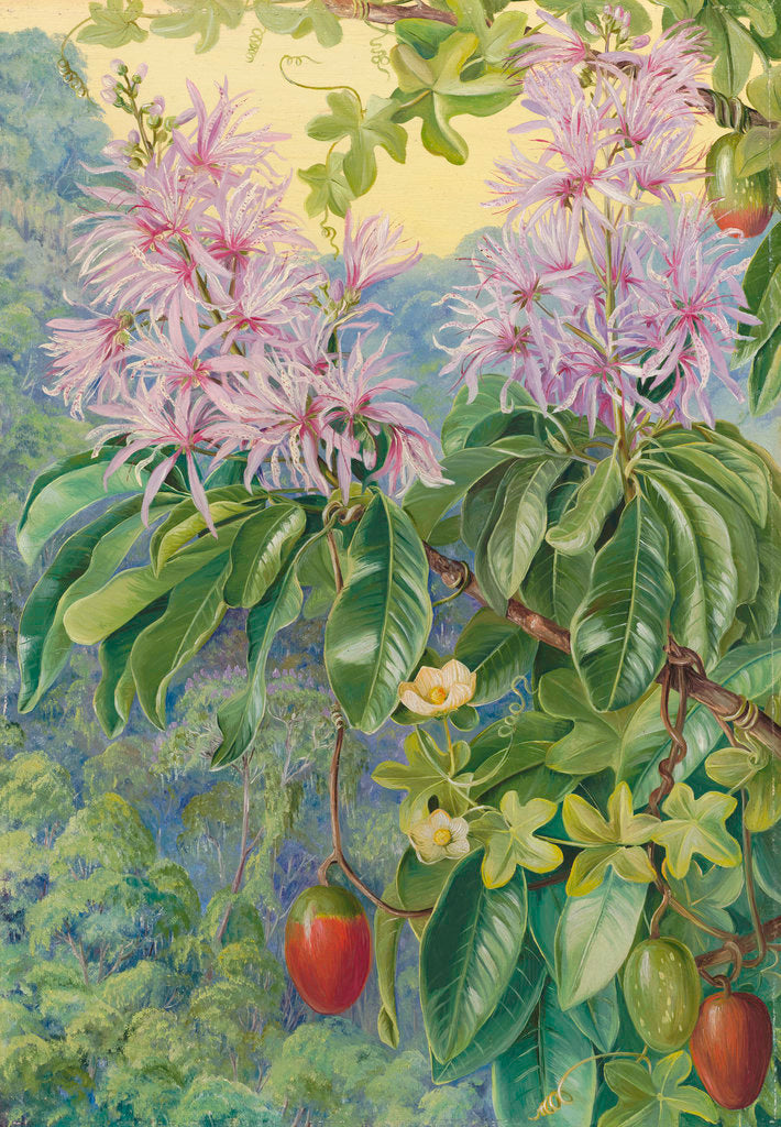 Detail of 457. Wild Chestnut and Climbing Plant of South Africa. by Marianne North