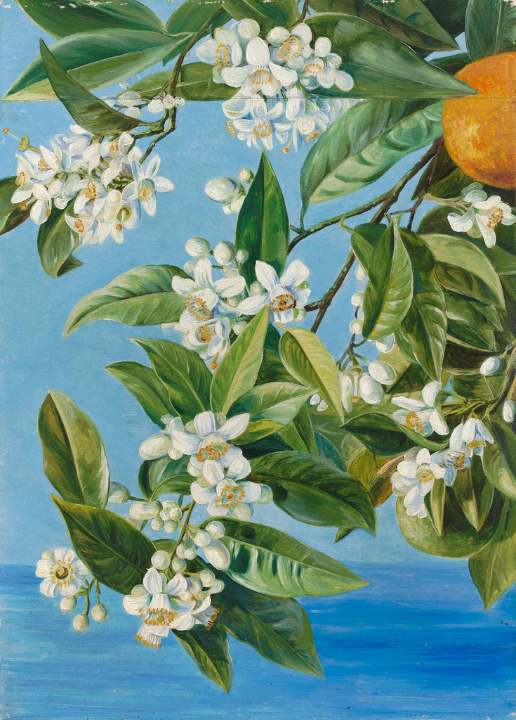 520. Orange Flowers and Fruits, painted in Teneriffe. by Marianne North