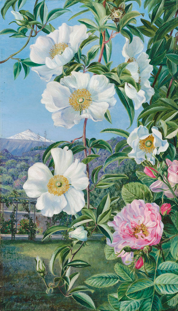 Detail of 527. Cherokee Rose with the Peak of Teneriffe in the distance. by Marianne North