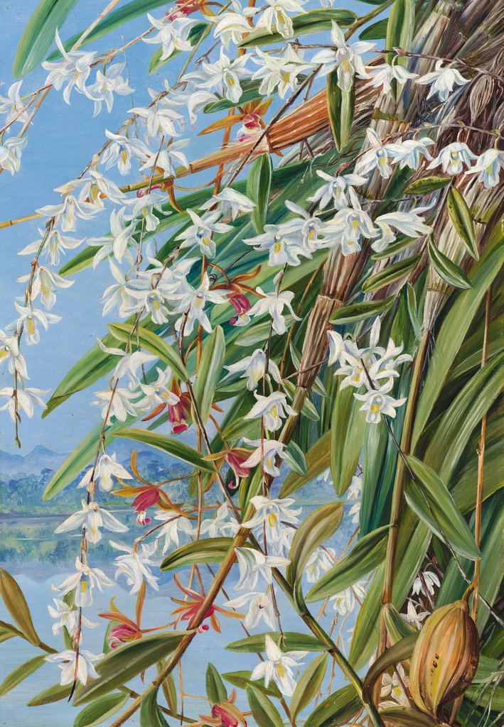 Detail of 614. The Turong, or Pigeon Orchid in Borneo, and a purple-brown Cymbidium by Marianne North